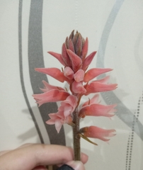Sacoila lanceolata