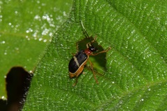 Paratriarius