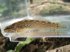 Etheostoma squamiceps