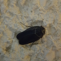 Polyphaga aegyptiaca
