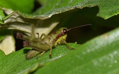 Ommatolampis quadrimaculata