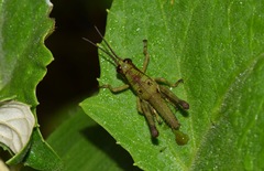 Ommatolampis quadrimaculata