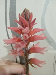 Sacoila lanceolata