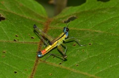 Eumastax salazari
