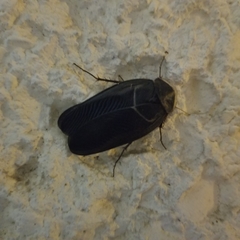 Polyphaga aegyptiaca