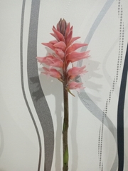 Sacoila lanceolata