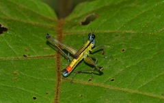 Eumastax salazari
