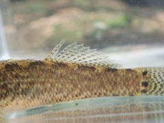 Etheostoma squamiceps