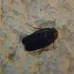 Polyphaga aegyptiaca