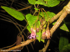 Aristeguietia glutinosa
