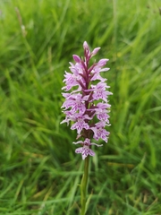 Dactylorhiza fuchsii