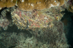 Antennarius commerson