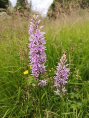 Dactylorhiza fuchsii