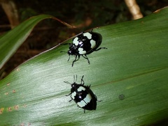 Barytopus lunulatus