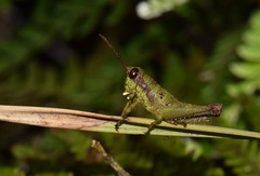 Ommatolampis quadrimaculata