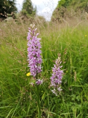 Dactylorhiza fuchsii
