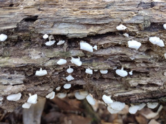 Panellus pusillus