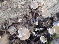 Panellus pusillus
