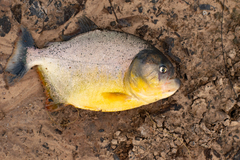 Pygocentrus nattereri