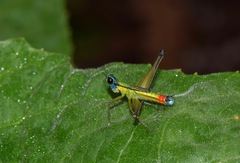 Eumastax salazari