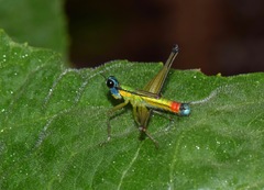 Eumastax salazari