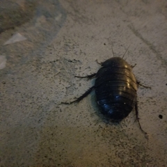 Polyphaga aegyptiaca