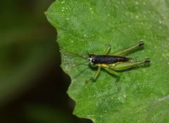 Liebermannacris dorsualis