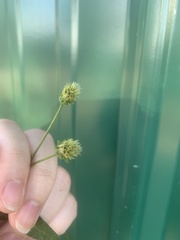 Bidens alba