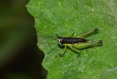 Liebermannacris dorsualis