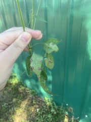 Bidens alba