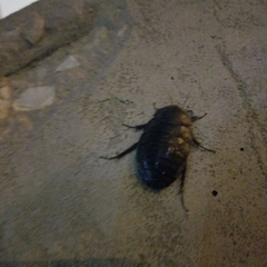 Polyphaga aegyptiaca