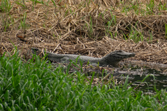 Caiman yacare