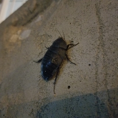 Polyphaga aegyptiaca
