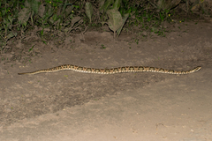 Bothrops diporus