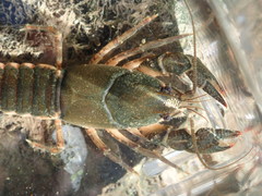 Cambarus graysoni