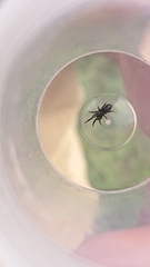 Drassyllus