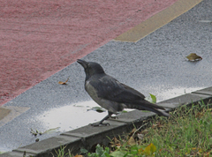 Corvus cornix × corone