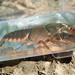 Twospot Crayfish - Photo (c) Daniel Folds, some rights reserved (CC BY-NC), uploaded by Daniel Folds