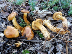 Aureonarius callisteus