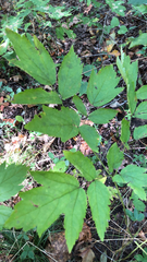 Actaea racemosa