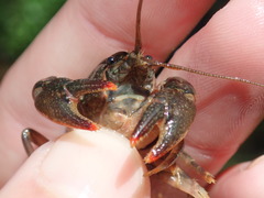 Cambarus graysoni