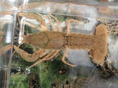 Cambarus tenebrosus