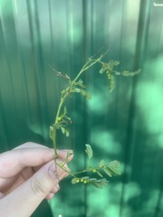 Phyllanthus tenellus