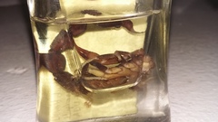 Parabuthus granulatus