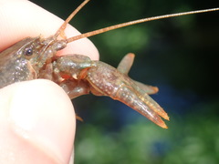 Cambarus tenebrosus