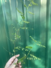 Phyllanthus tenellus