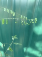 Phyllanthus tenellus