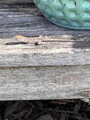 Anolis sagrei