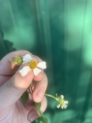 Bidens alba