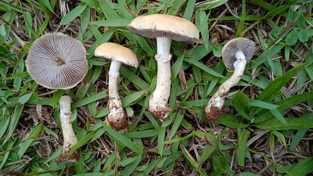 Stropharia coronilla · October 2021 · photo: © deniszabin (iNaturalist, cc-by)
